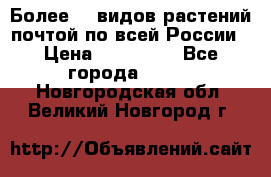 Более200 видов растений почтой по всей России › Цена ­ 100-500 - Все города  »    . Новгородская обл.,Великий Новгород г.